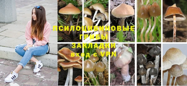 прущие грибы Дмитриев